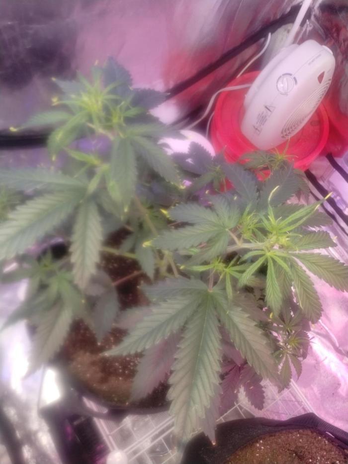 Green crack auto grow. Week 6