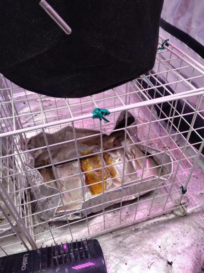 Green crack auto grow. Week 7