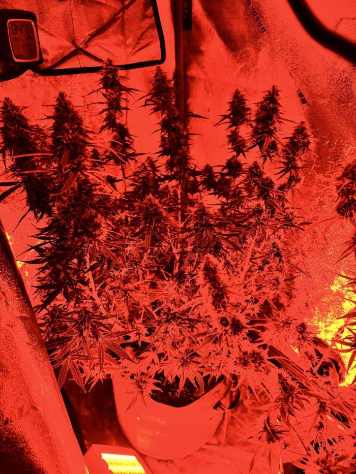 Green crack auto grow. Week 9