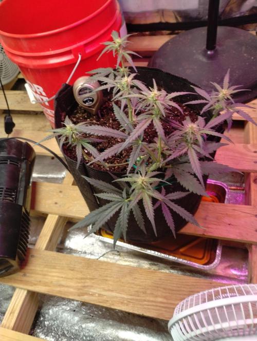 Gorilla zkittlez. Week 5 - 12-10-25
Week 5