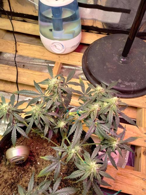 Gorilla zkittlez. Week 7