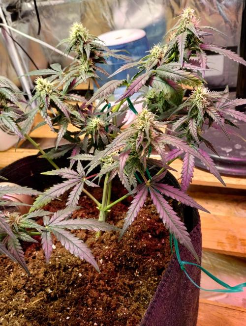 Gorilla zkittlez. Week 7