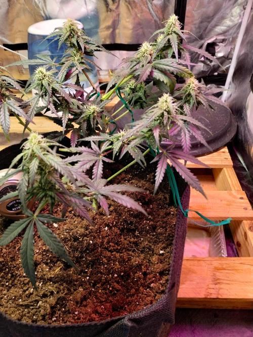 Gorilla zkittlez. Week 7