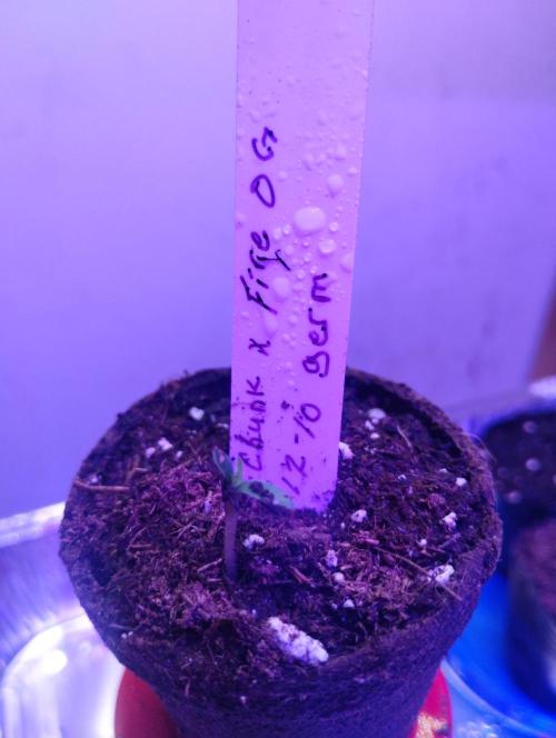 Gorilla zkittlez. Week 7 - Sneak peek of what's on deck.. stay tuned.. gonna see how big these buds can get