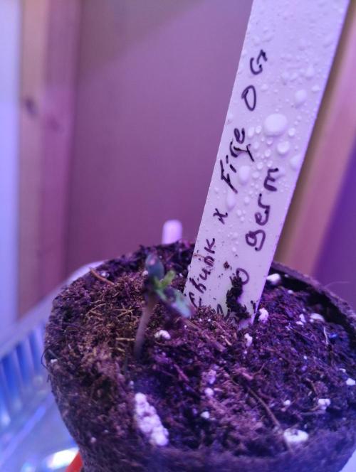 Gorilla zkittlez. Week 7 - Another sneak peek . Stay tuned. Gonna max these buds out