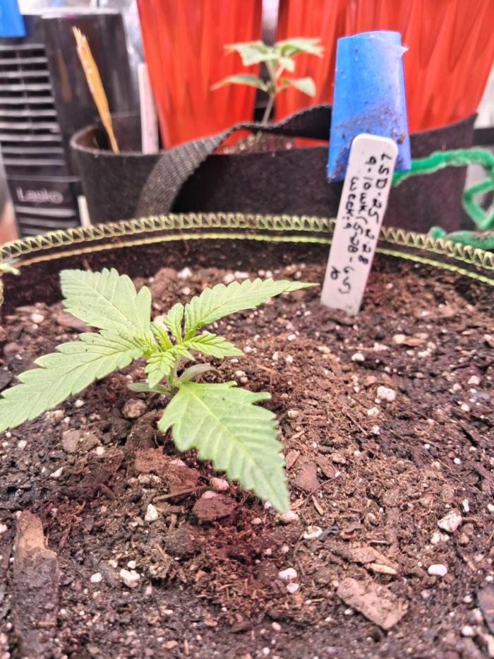 Lsd-25. Week 0 - That is week 2 pic 