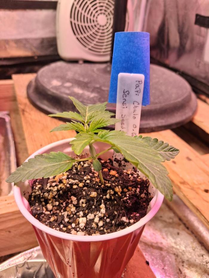 Sensi seeds: Papi Chulo O.G.. Week 1 - This is 1 and a half  weeks out of the dirt. Only giving aerated water only. 
