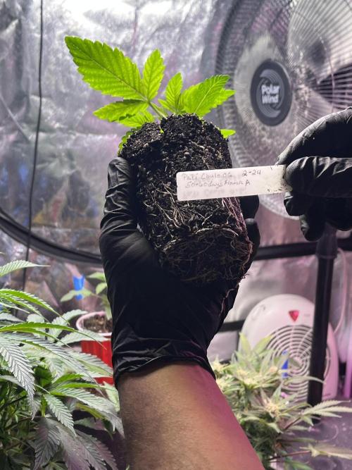Sensi seeds: Papi Chulo O.G.. Week 2