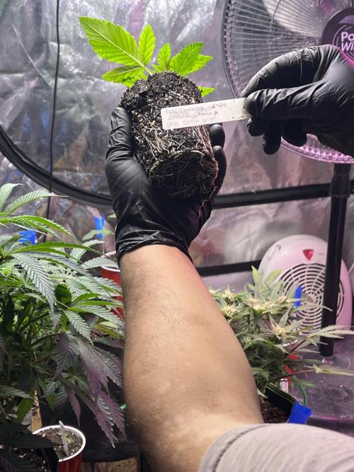 Sensi seeds: Papi Chulo O.G.. Week 2