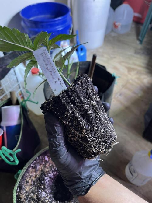 Sensi seeds: Papi Chulo O.G.. Week 2