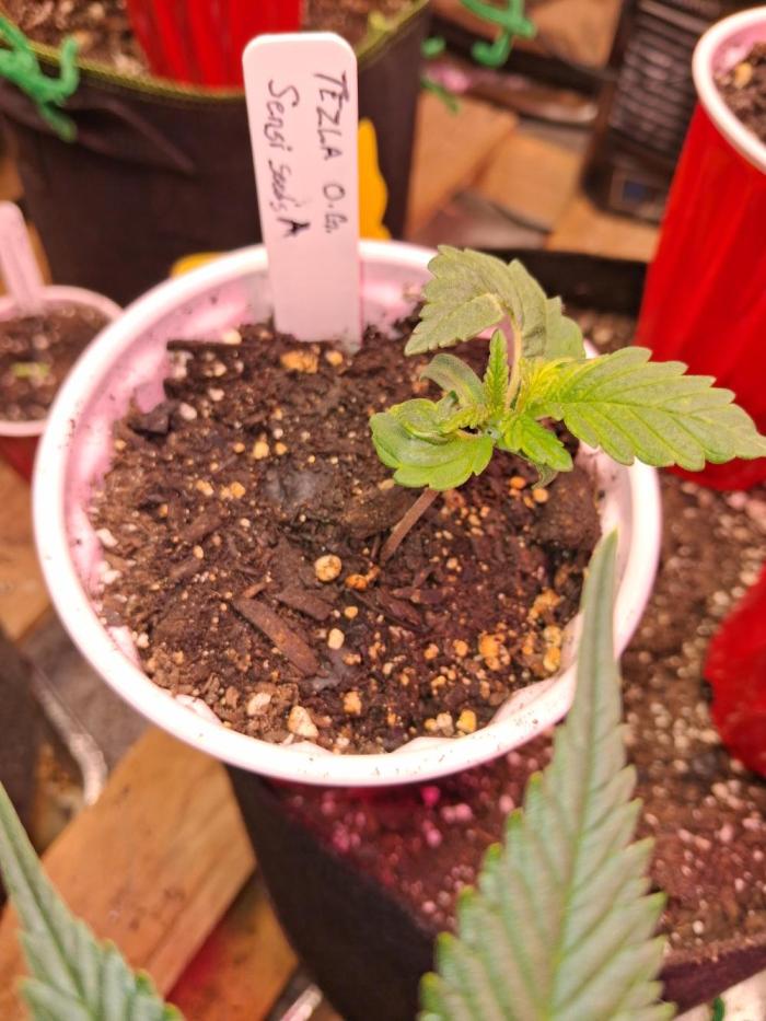Sensi seeds: Tezla O.G.. Week 0 - The leaves are crazy lookimg. I have 1 other from dirty bird thats doing the sam