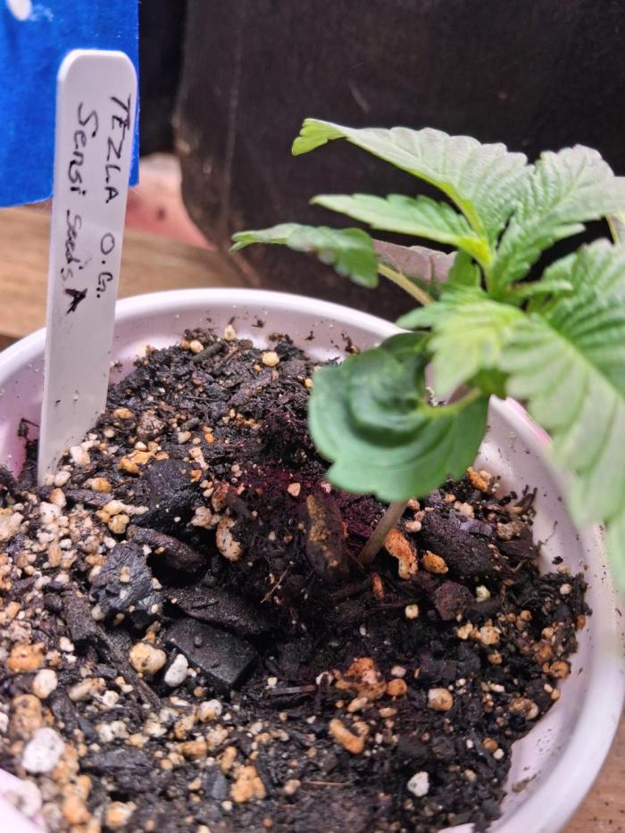 Sensi seeds: Tezla O.G.. Week 2