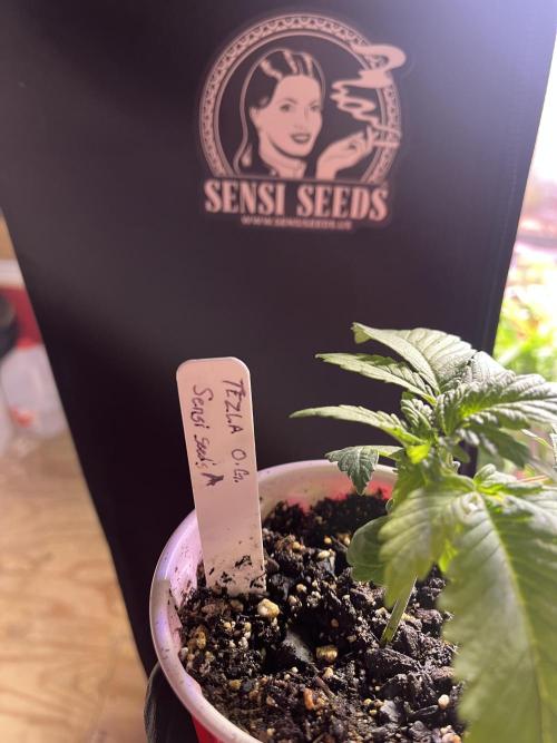 Sensi seeds: Tezla O.G.. Week 3