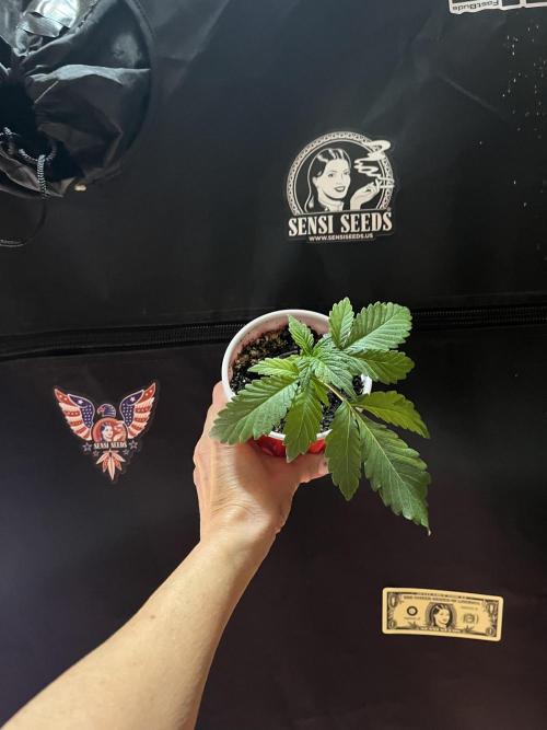 Sensi seeds: Tezla O.G.. Week 3