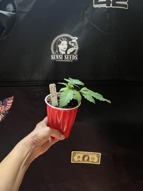 Sensi seeds: Tezla O.G.. Week 3
