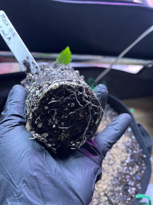 Sensi seeds: Tezla O.G.. Week 3