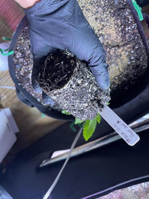 Sensi seeds: Tezla O.G.. Week 3