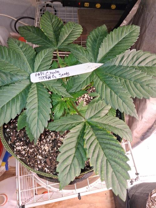 Papi Chulo OG. Week 3