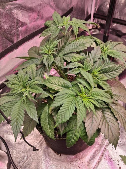 Sensi seeds: Papi Chulo O.G.. Week 4 - 3-31-26