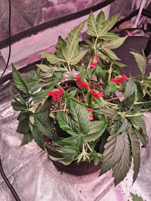 Papi Chulo OG. Week 4
