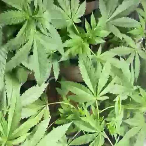 Cultivo Granel en Coco 5.5L 