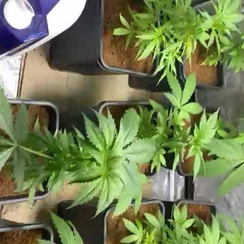 Cultivo Granel en Coco 5.5L 