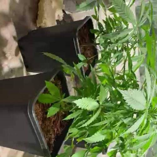 Cultivo Granel en Coco 5.5L 