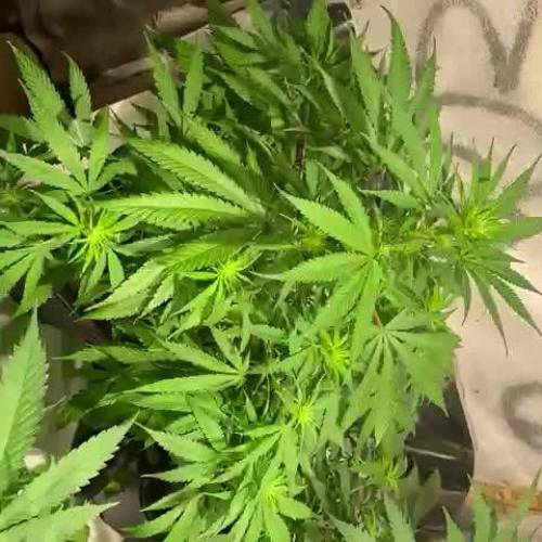 Cultivo Granel en Coco 5.5L 