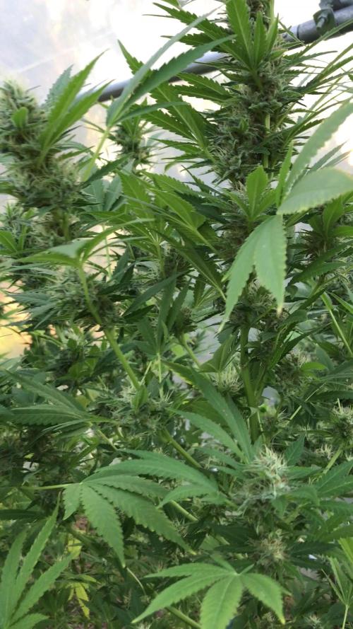 Outdoor Green House