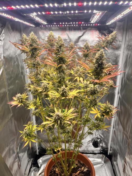Barney’s farm automatic. Week 14