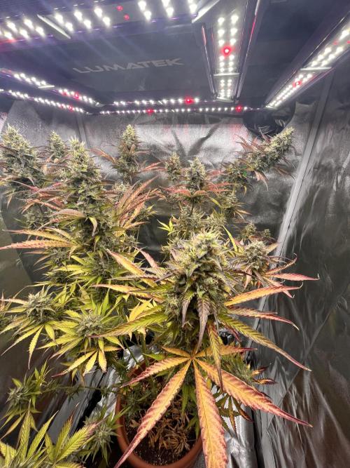 Barney’s farm automatic. Week 14