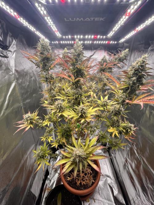 Barney’s farm automatic. Week 14