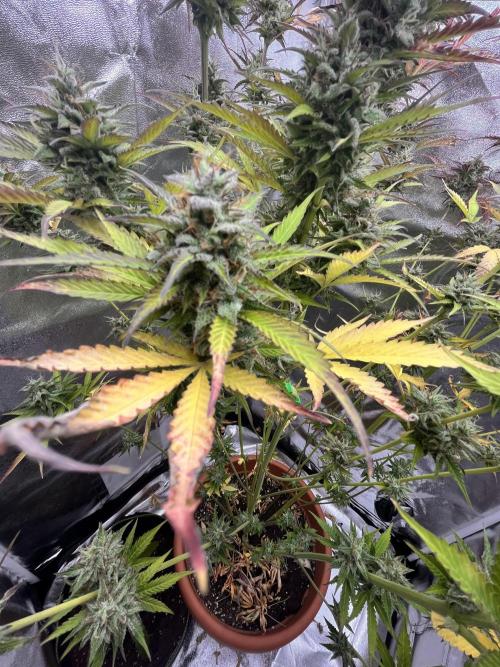 Barney’s farm automatic. Week 14