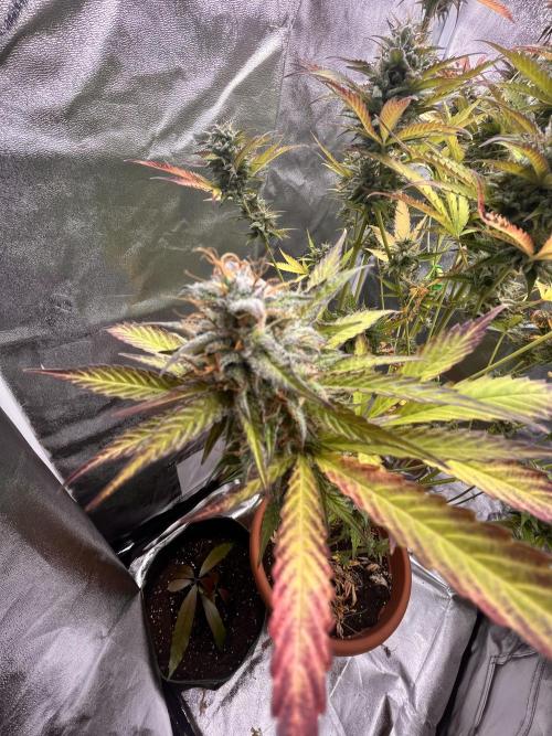 Barney’s farm automatic. Week 14