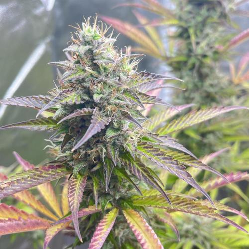 Barney’s farm automatic. Week 14