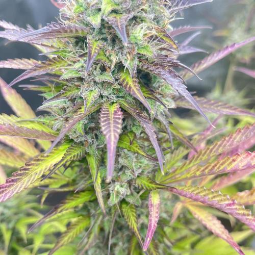 Barney’s farm automatic. Week 14