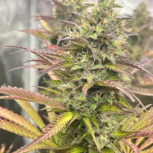 Barney’s farm automatic. Week 14