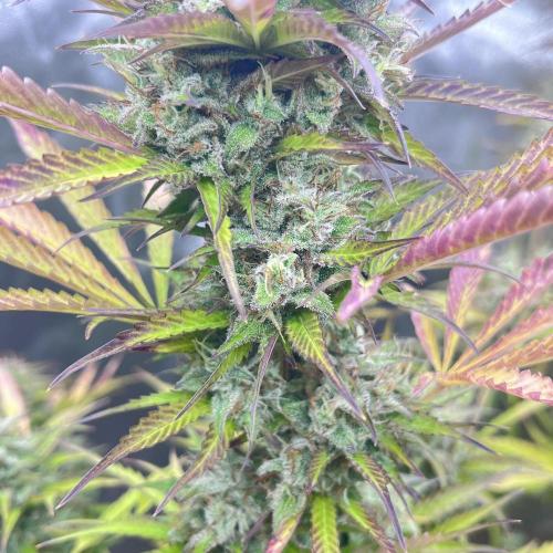 Barney’s farm automatic. Week 14