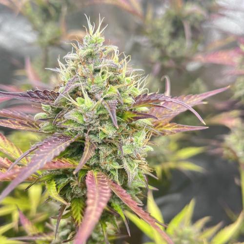 Barney’s farm automatic. Week 14