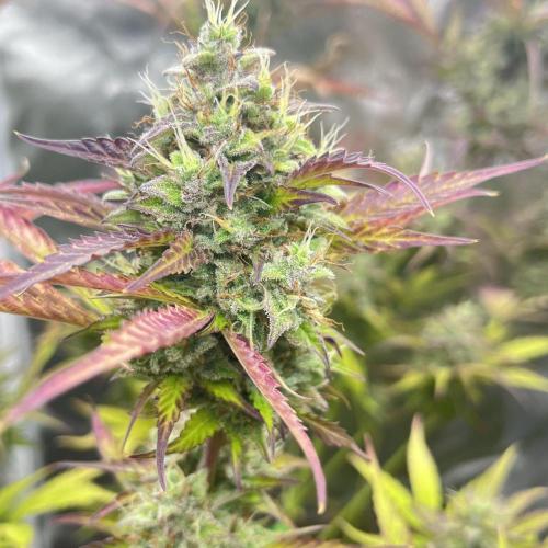 Barney’s farm automatic. Week 14