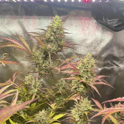 Barney’s farm automatic. Week 14