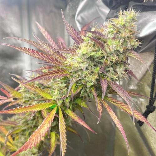 Barney’s farm automatic. Week 14