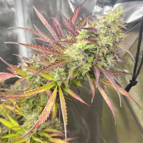 Barney’s farm automatic. Week 14