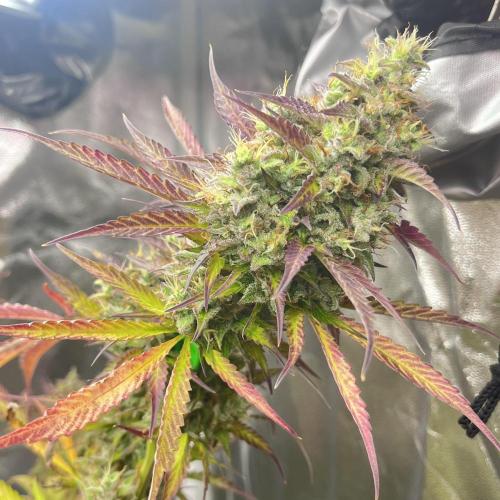 Barney’s farm automatic. Week 14