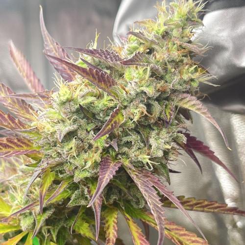 Barney’s farm automatic. Week 14