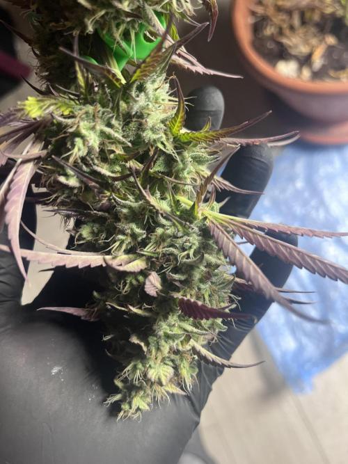 Barney’s farm automatic. Week 14