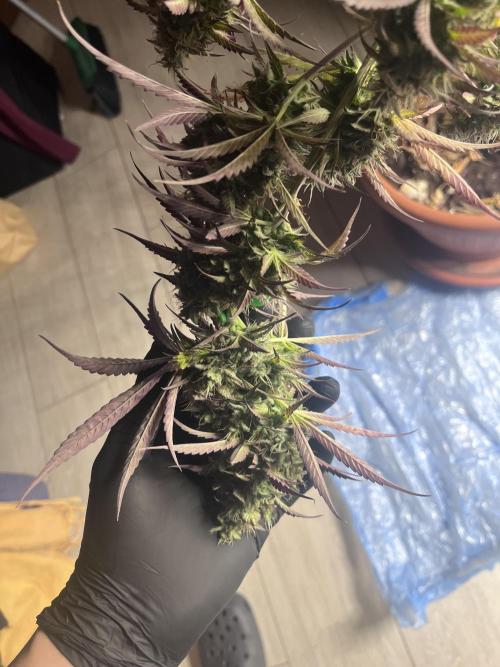 Barney’s farm automatic. Week 14