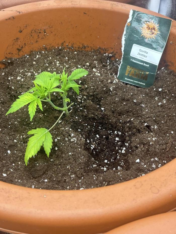 Barney’s Papaya frosting by barney’s. Week 1