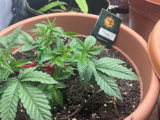 Barney’s Papaya frosting by barney’s. Week 2