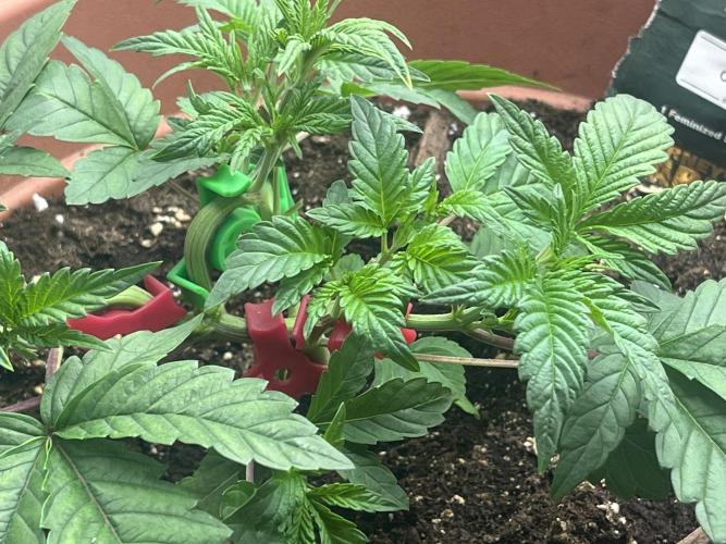 Barney’s Papaya frosting by barney’s. Week 2